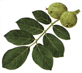 Annexe feuille_noyer.gif