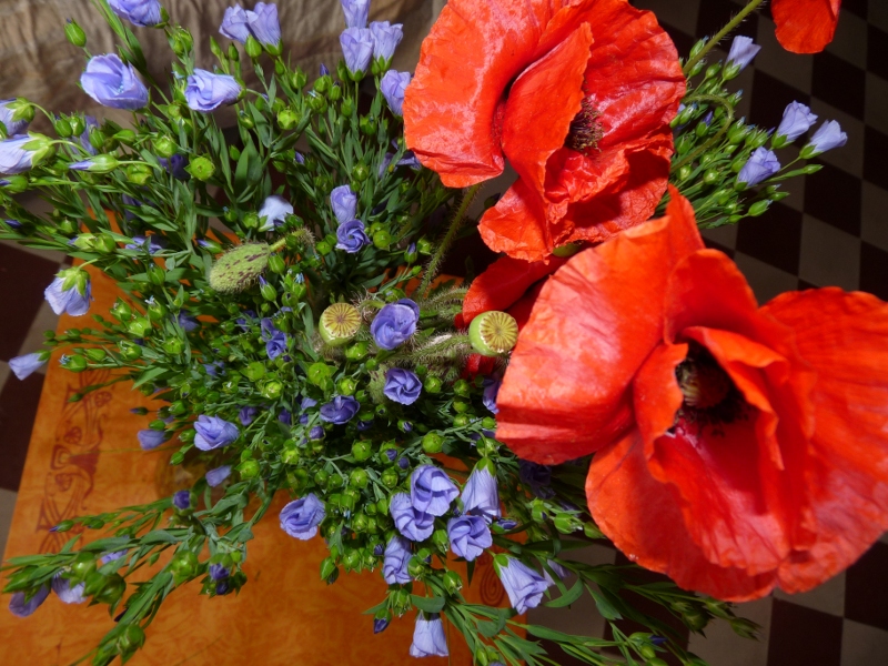 Annexe fleurs de lin et coquelicots.JPG