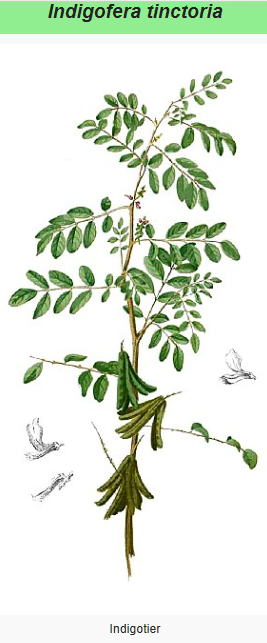 Annexe indigotier.PNG
