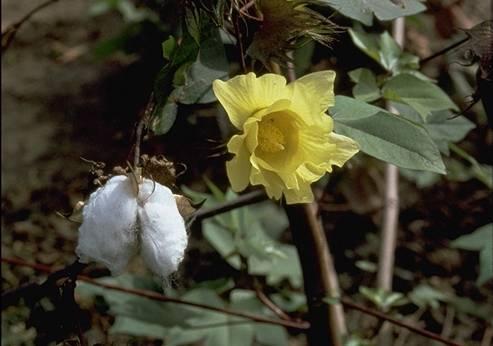 Annexe Fleur et graine de coton (lightbox).jpg