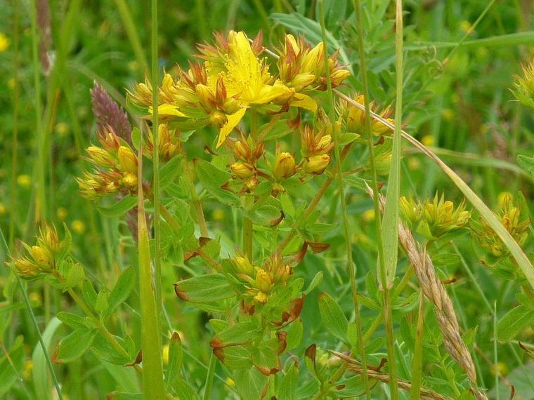 Annexe Millepertuis officinal.jpeg