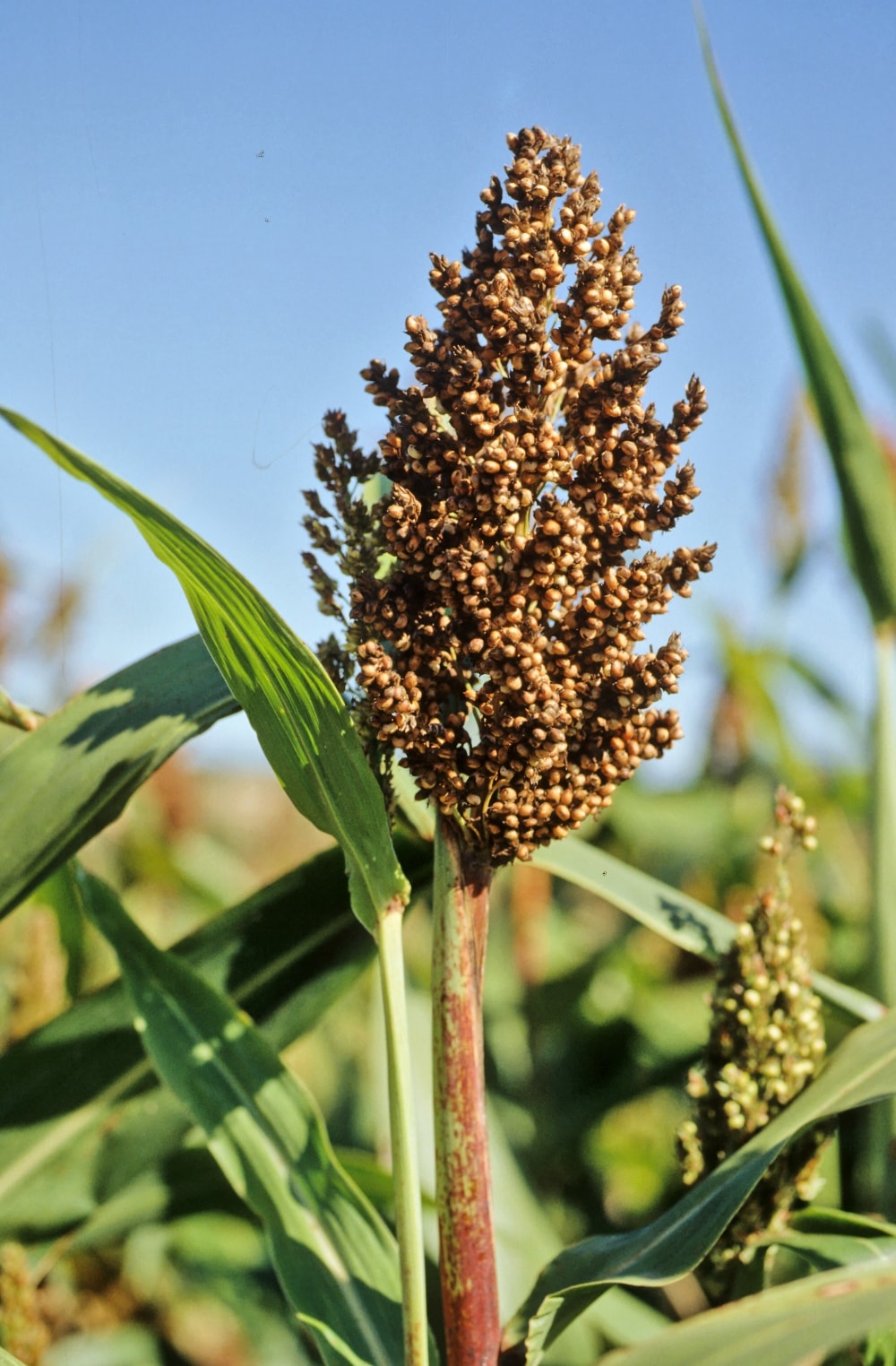 Annexe sorgho-plante-i-min.jpg