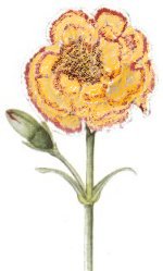 Annexe oeillet dinde.jpg