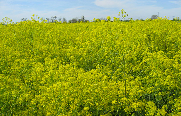 Annexe Ambiance-champs-de-pastel.jpg