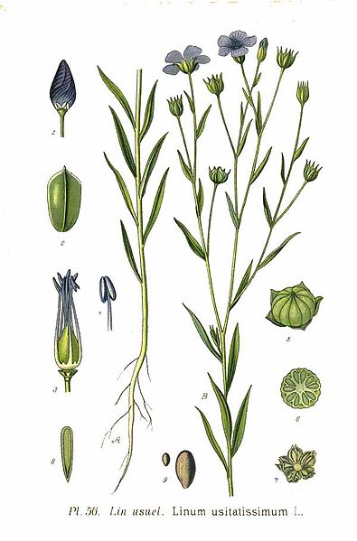 Annexe Linum usitatissimum - Atlas des plantes de France, 1891.jpg