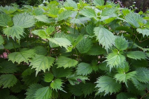 Annexe ramie-515x343.jpg