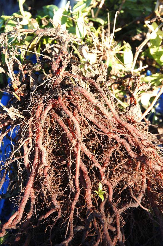 Annexe garance_plante-racines.jpg
