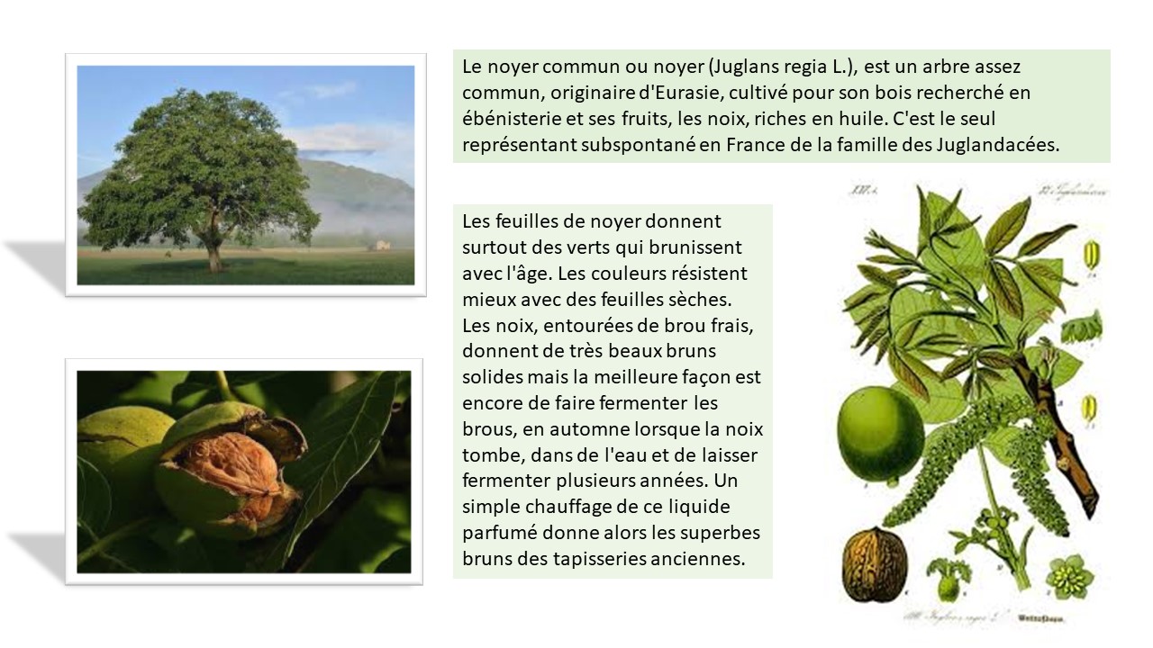 Annexe Noyer teinture.jpg