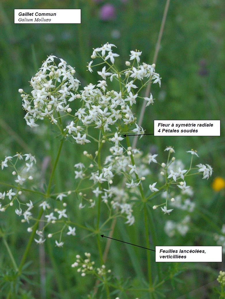 Annexe gaillet commun.jpg