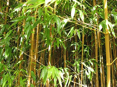 Annexe bambouseraie.jpg