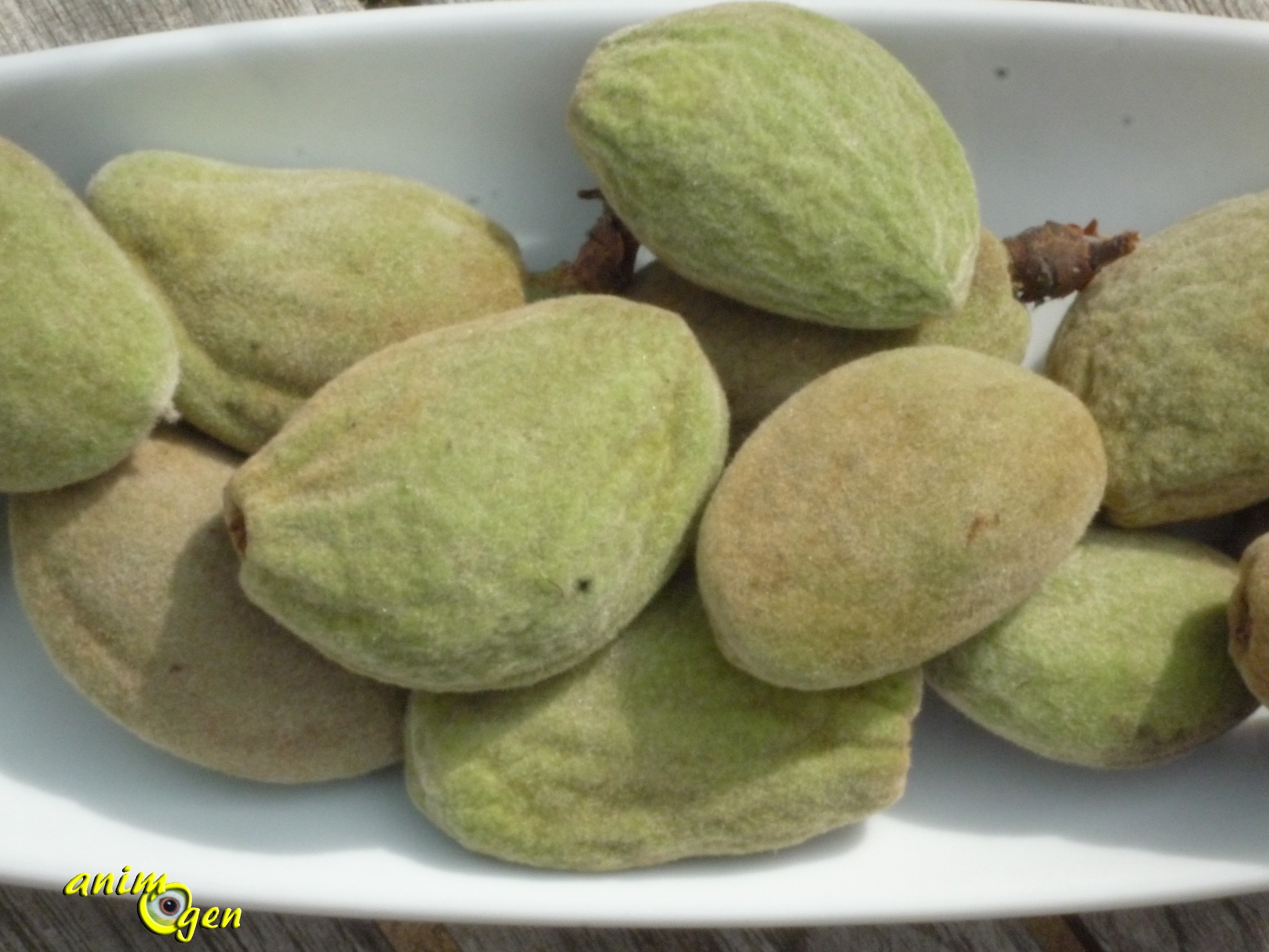 Annexe alimentation-perroquets-psittacidés-amande-fraiche-noix-bienfaits-calcium-animal-animaux-compagnie-animogen-6.jpg