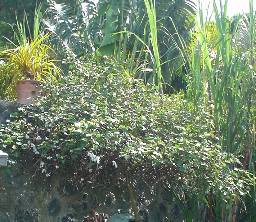 Annexe cotonnier.JPG