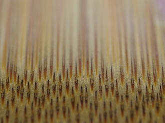 Annexe 330px-Bamboo_fiber_microscope.jpg