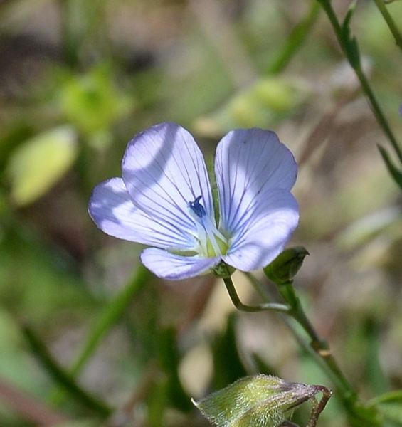 Annexe lin cultivé.jpg