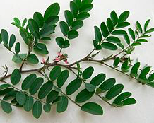 Annexe indignera tintora.png