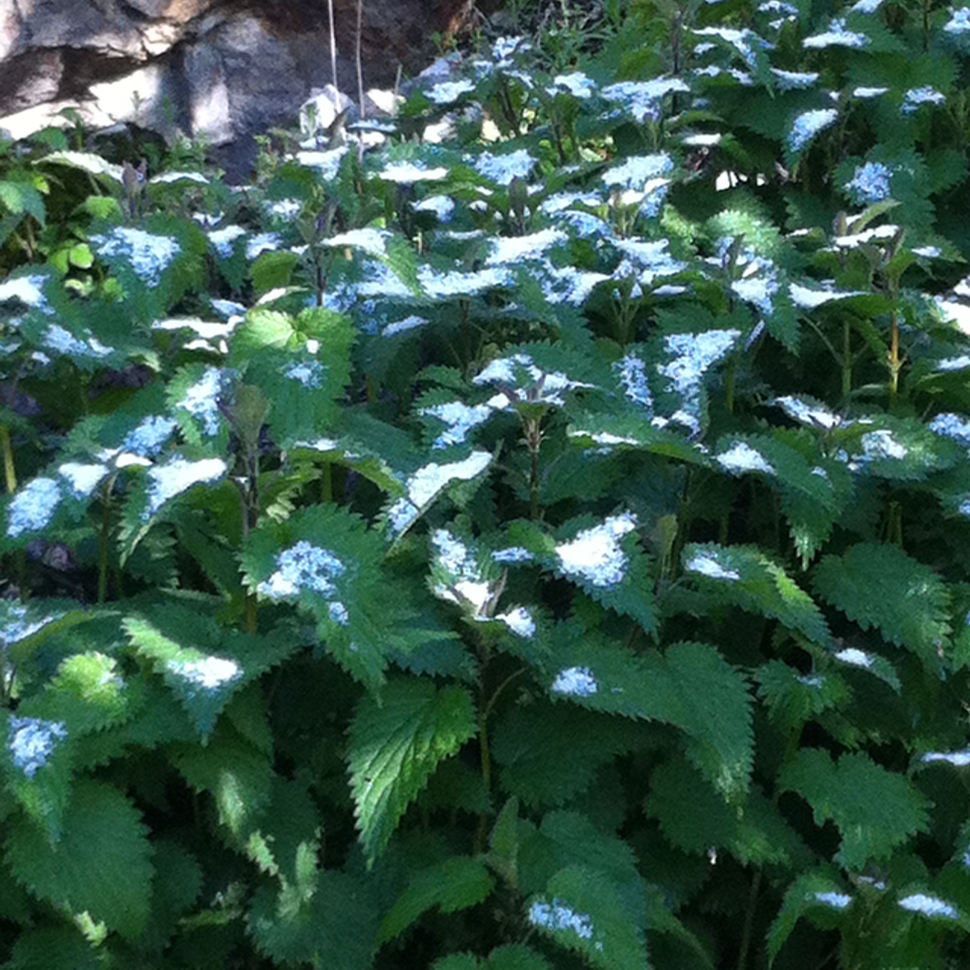 Annexe Orties (1).JPG