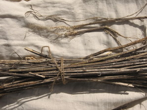 Tiges sèches d'Ortie