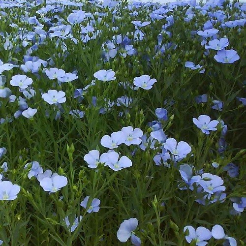 photo google lin bleu