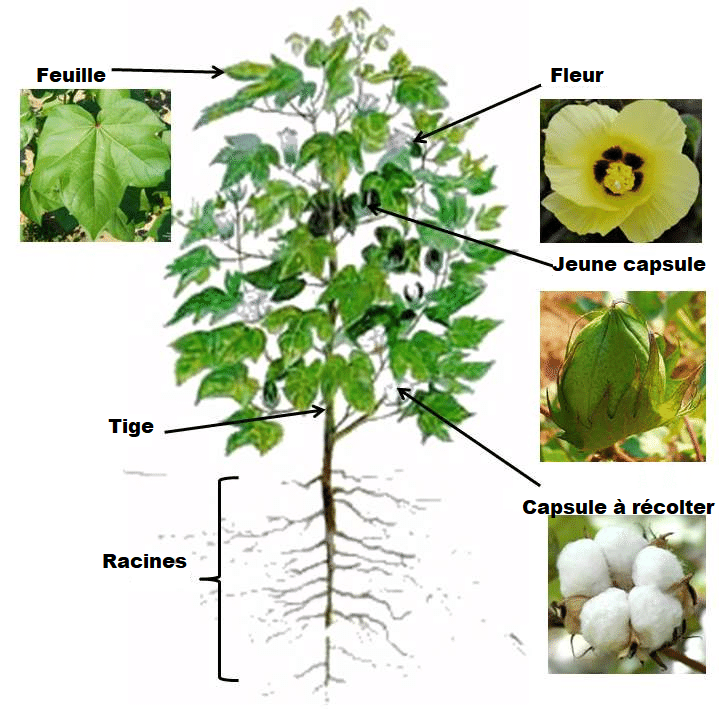 Le cotonnier (Gossypium spp.)