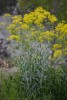 Isatis Tinctoria