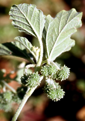 Feuilles et fruits du Croton des teinturiers