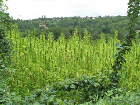 Champ cultivé de Cannabis sativa   (CC) BY Marie PORTAS Dammartin-sur-Tigeaux >