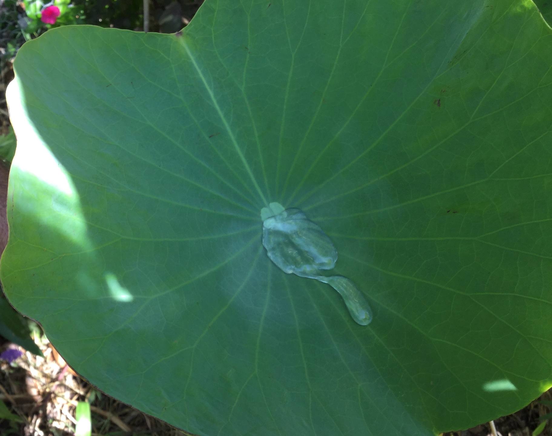 Feuille et goutte d’eau