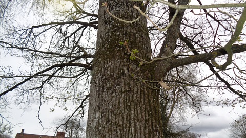 tronc de chêne avec les premières feuilles