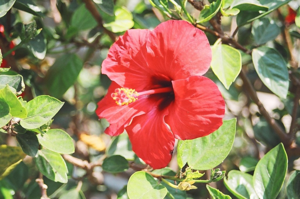 Hibiscus sabdariffa