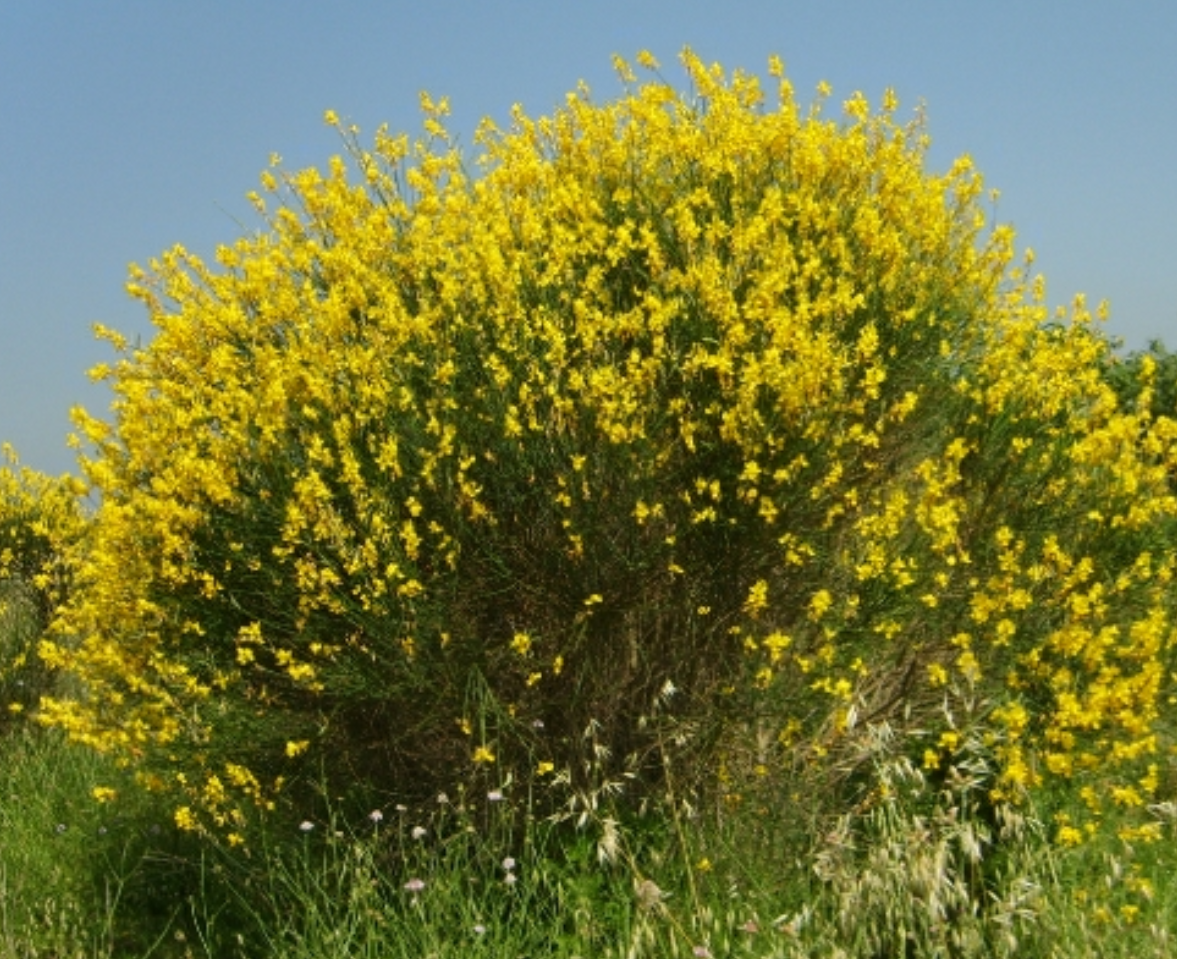 Photo du site garrigue gourmande