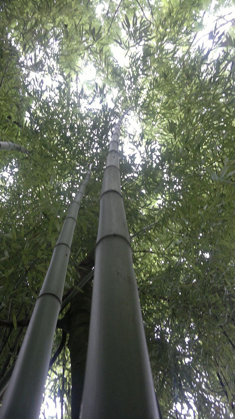 Bambou phyllostachys_VAN_DEN_HENDE