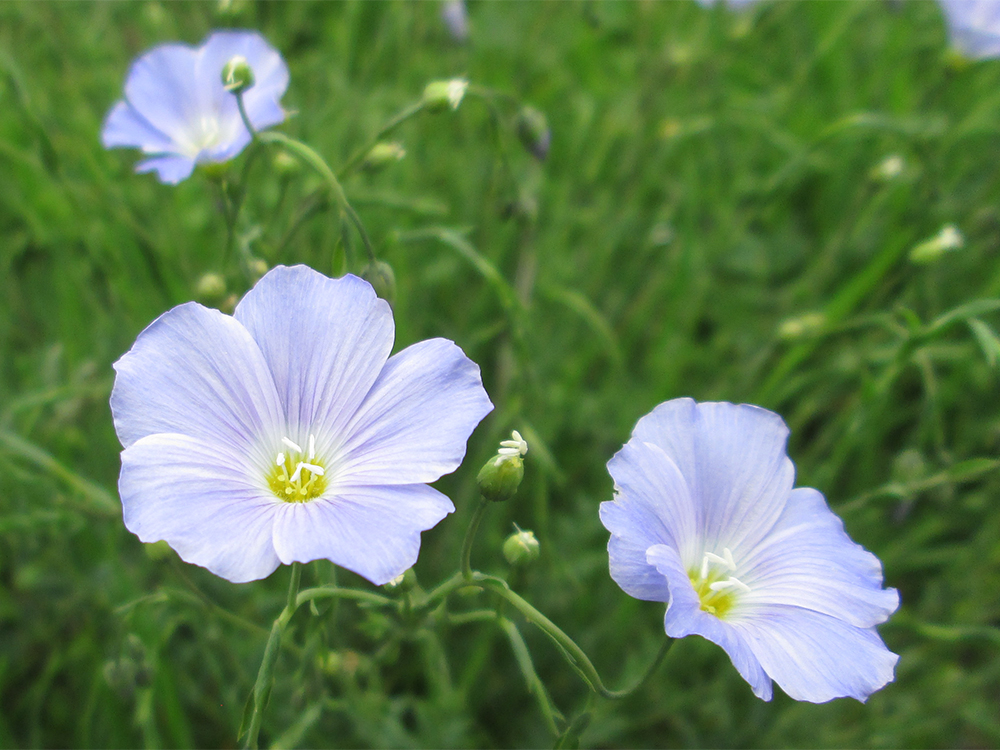 Linum alpinum