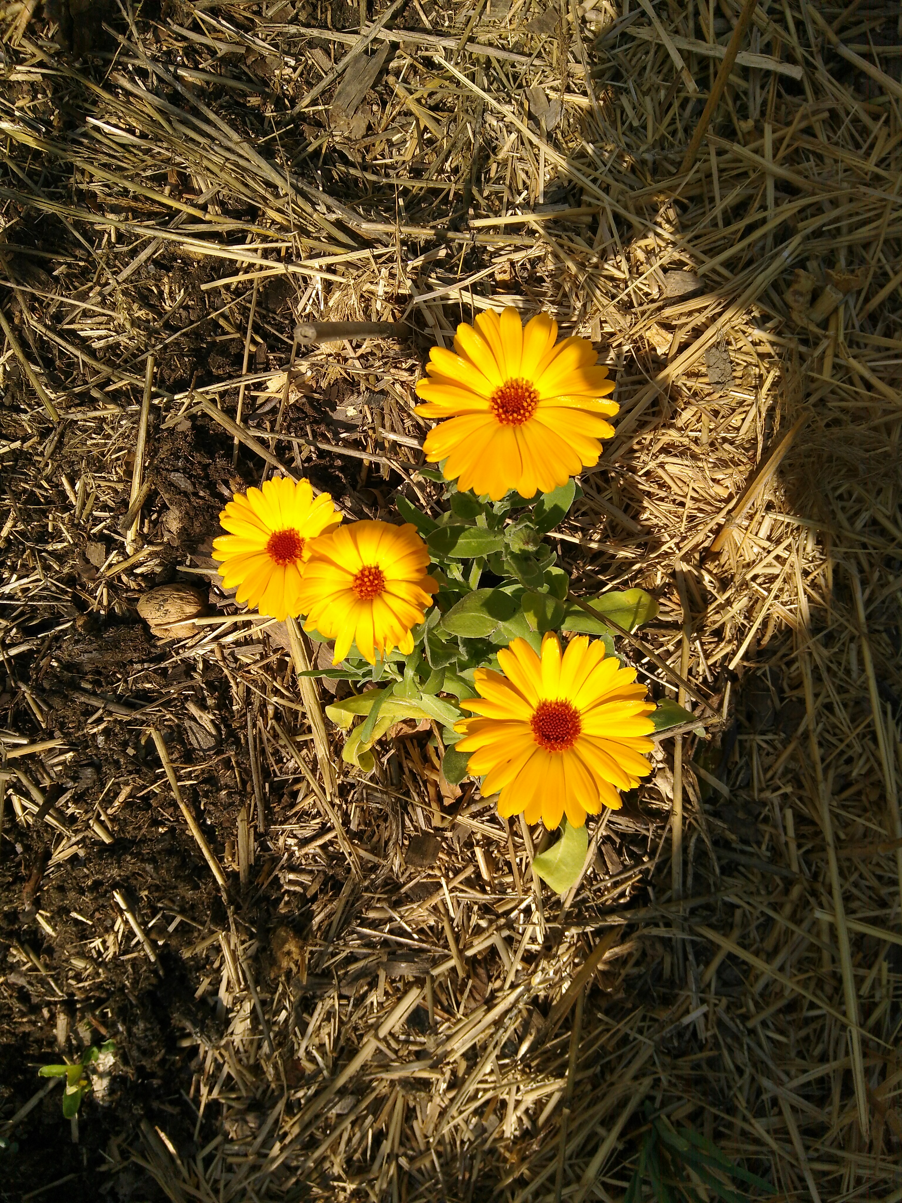 Calendula Officinalis