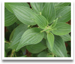 garance des tinturiers