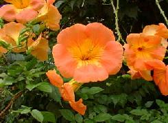 La bignone est une liane, qui atteint jusqu’à 10 mètres, elle s'accroche à son support, un mur granuleux par exemple, à l'aide de crampons qui apparaissent le long de ses longues pousses ligneuses. Mais elle se comporte bien pour former des tonnelles. Elle peut avoir plusieurs couleurs du jaune à l’orange soutenu. En vieillissant  le tronc tortueux devient, recouvert d'une écorce claire et crevassée. Les feuilles sont composées de 7-9 folioles dentées. Les grandes et grosses fleurs ont une corolle en tube à la base, prolongée par un pavillon à 5 lobes dont 2 sont situés légèrement plus bas que les autres. Les 5 étamines courbées, dont une atrophiée, entourent le long style du pistil. L’hiver elle perd ses feuilles, et ses tiges sèches font penser que le plant est mort, mais au printemps, il repart. Une capsule  est le fruit avec une  paroi parfois assez charnue.