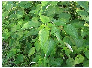 Plante de la famille des orties