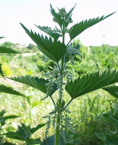 tige et feuille d'ortie