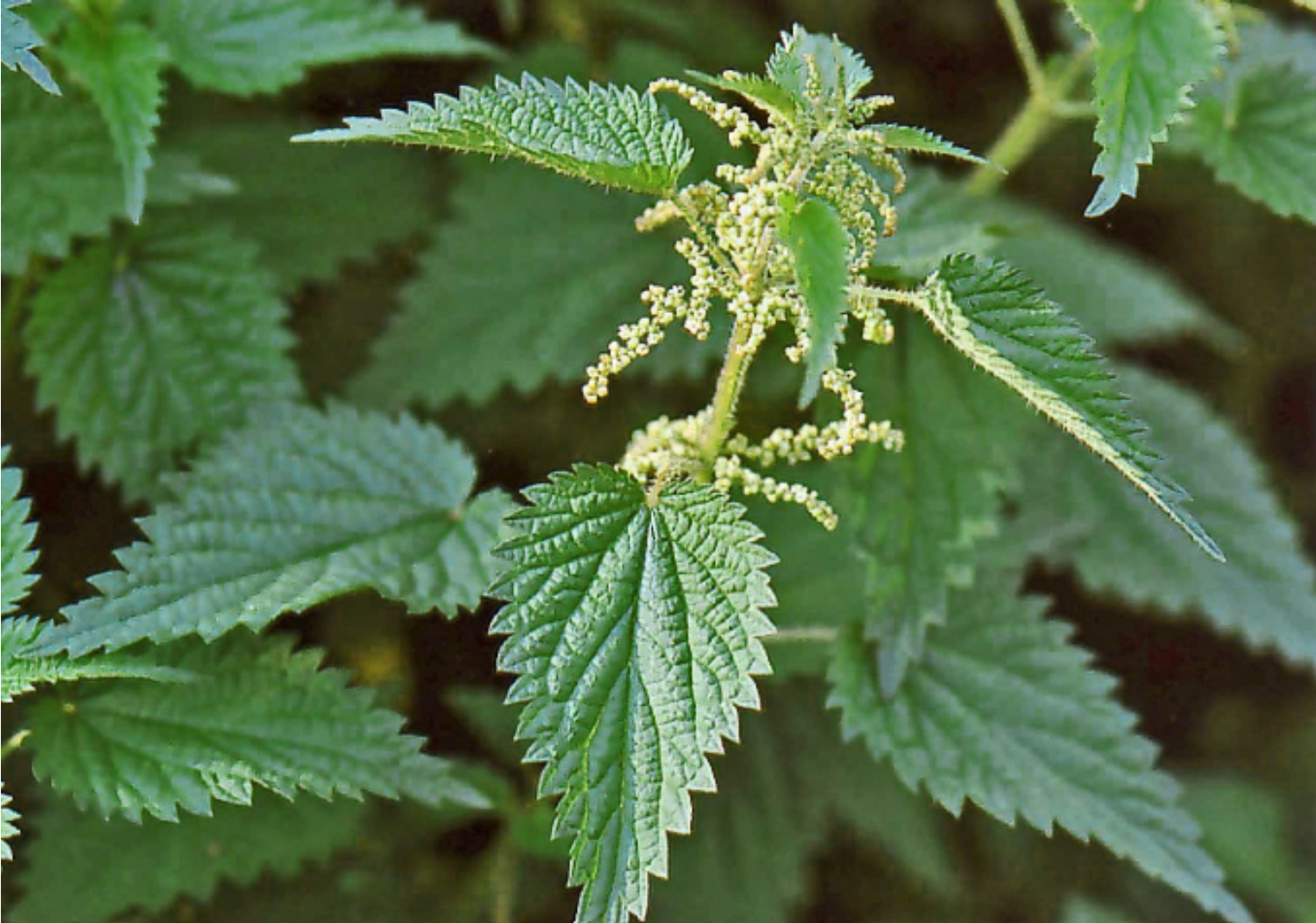 Feuilles de grande ortie