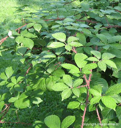 feuillage vert et tiges roses hérissées d'épines