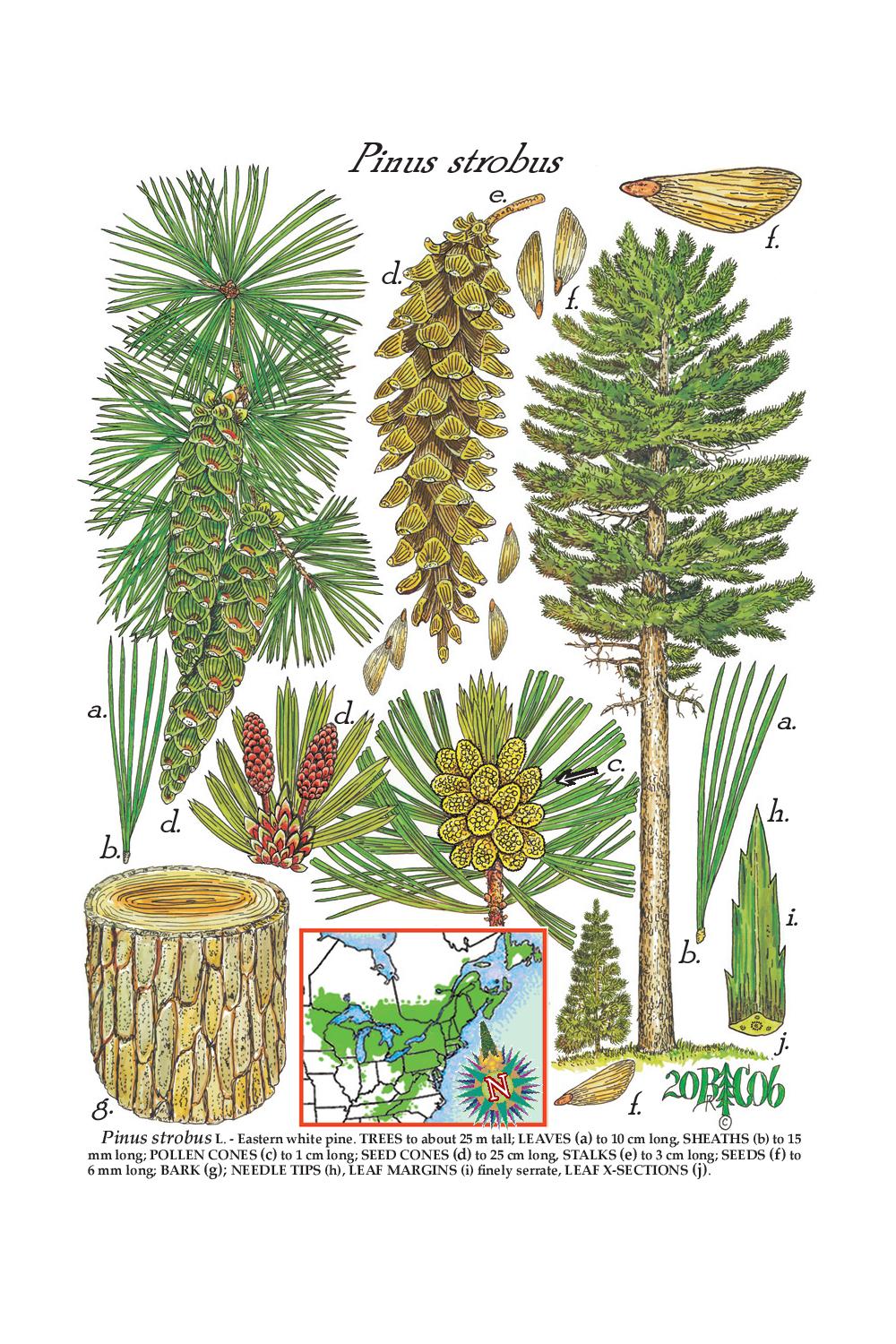 pinus strobus