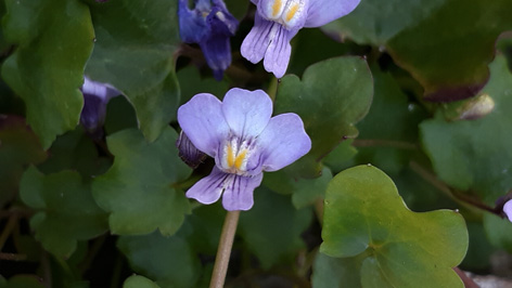 Annexe picture_2018_4_11_14_11_9_565.jpg