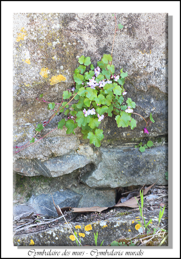 Annexe IMG_6197-2.JPG