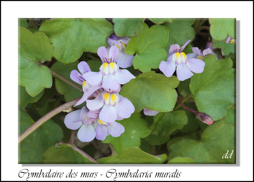 Annexe IMG_6199-2.JPG