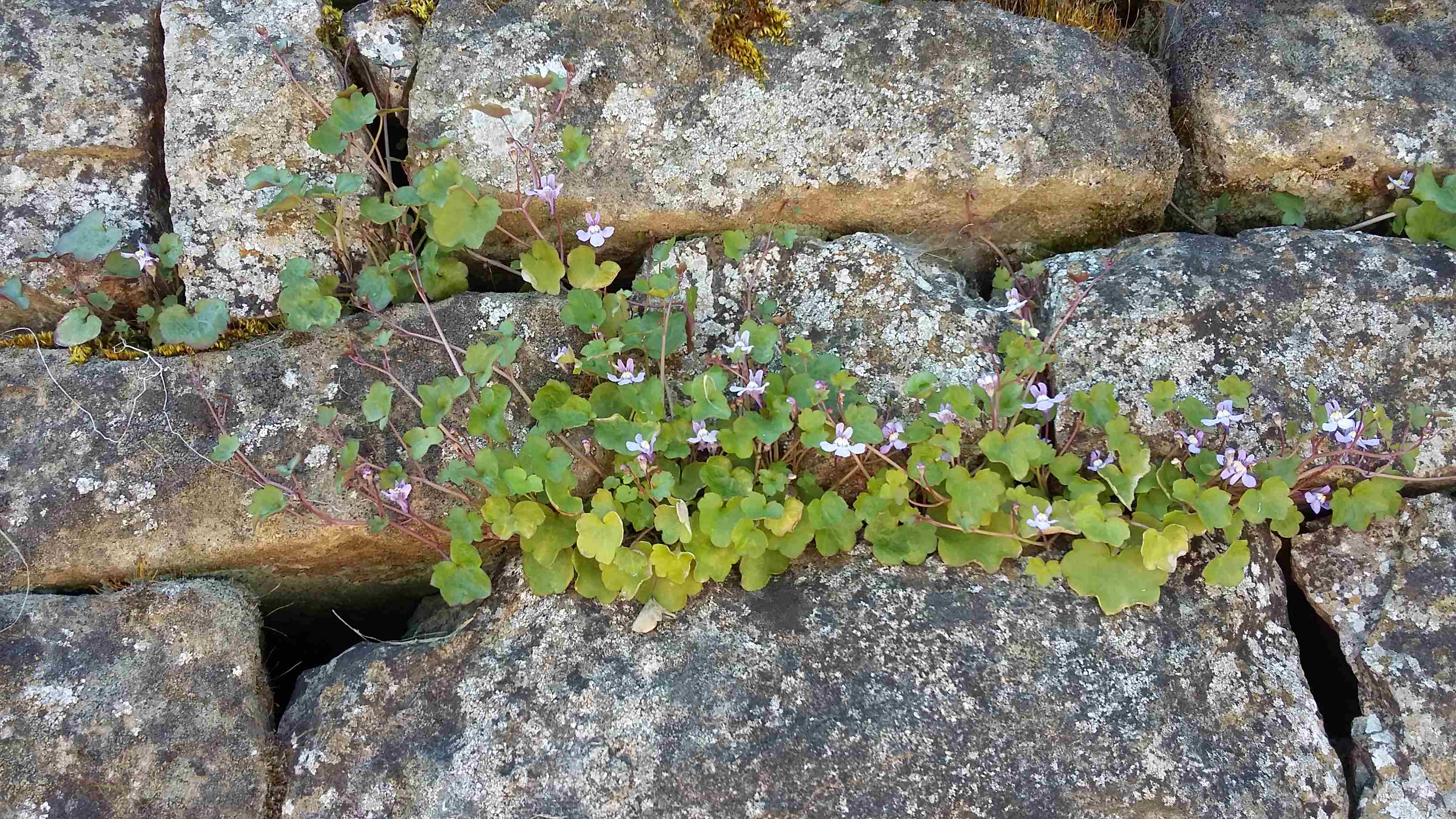 Annexe Cymbalaire des murailles 3.jpg