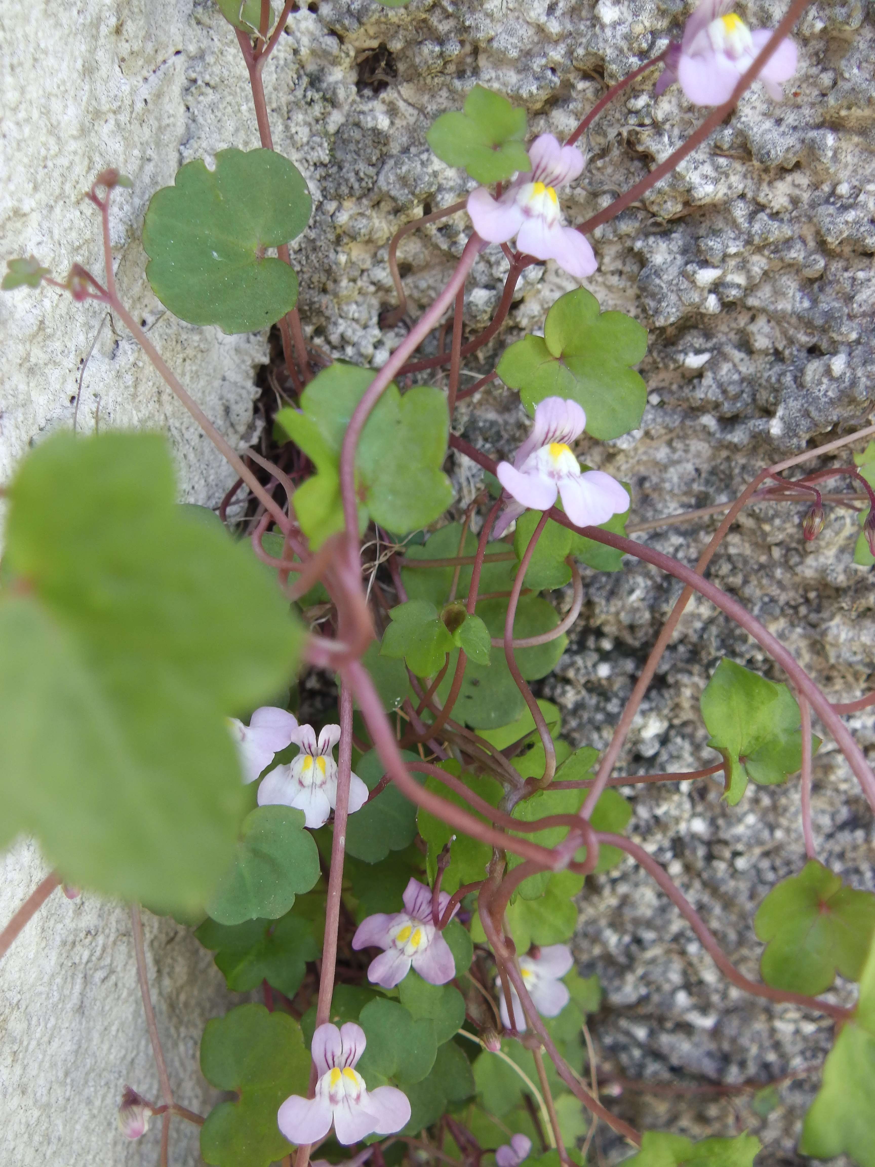 Annexe 2018 04 19 Draveil bouquet cymbalaire.jpg