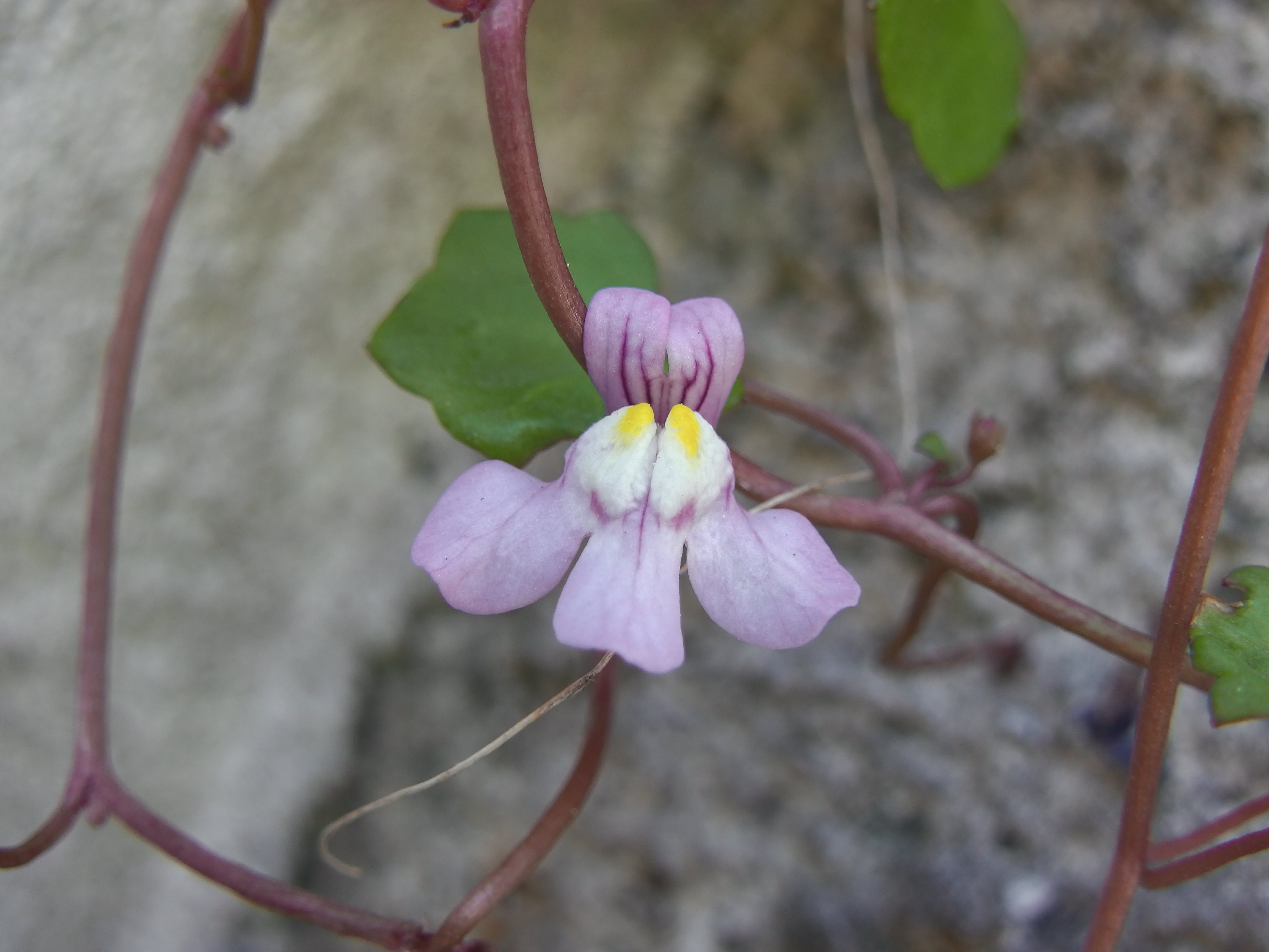 Annexe 2018 04 19 Draveil fleur cymbalaire.jpg
