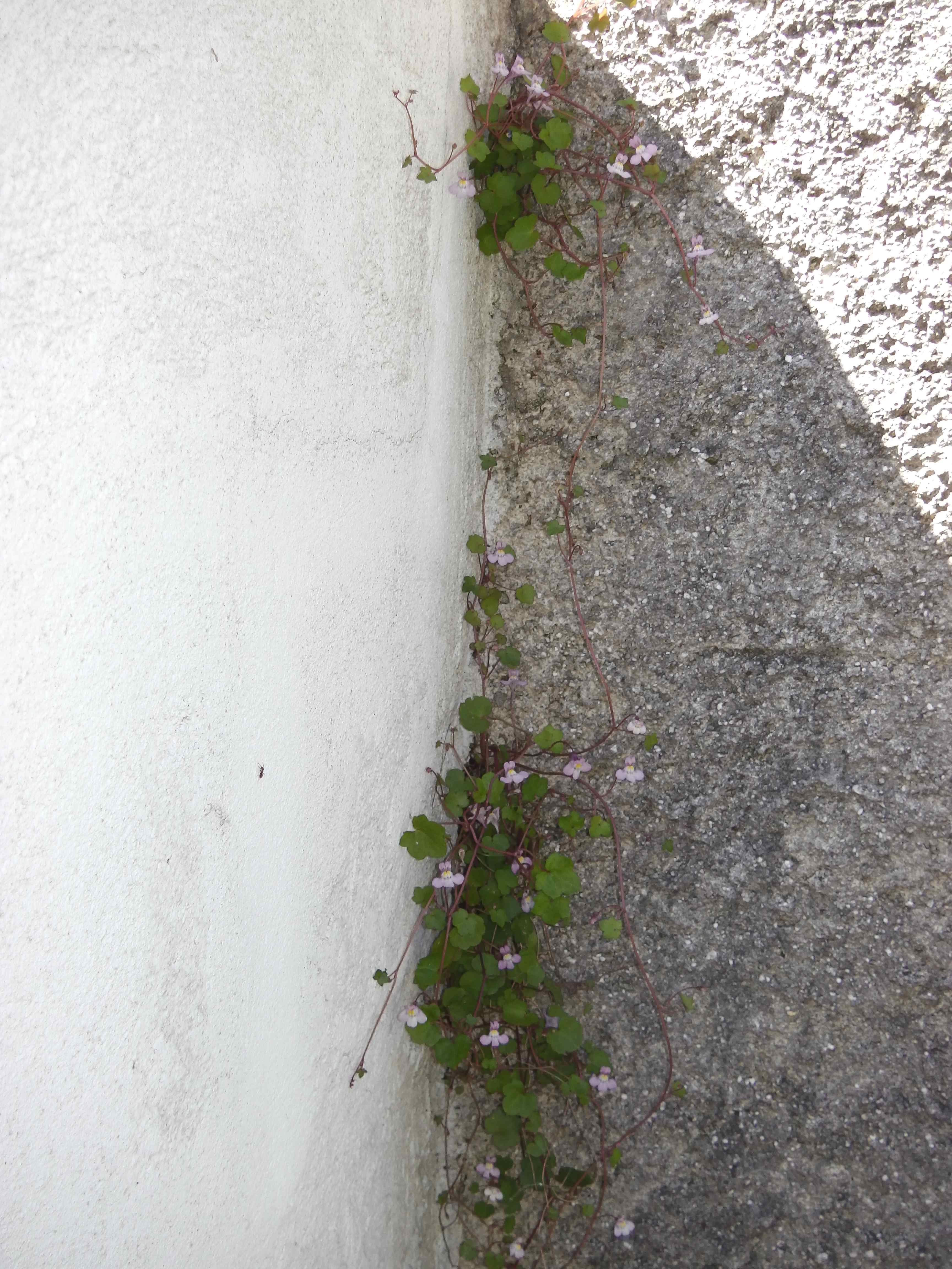 Annexe 2018 04 19 Draveil touffes cymbalaire.jpg