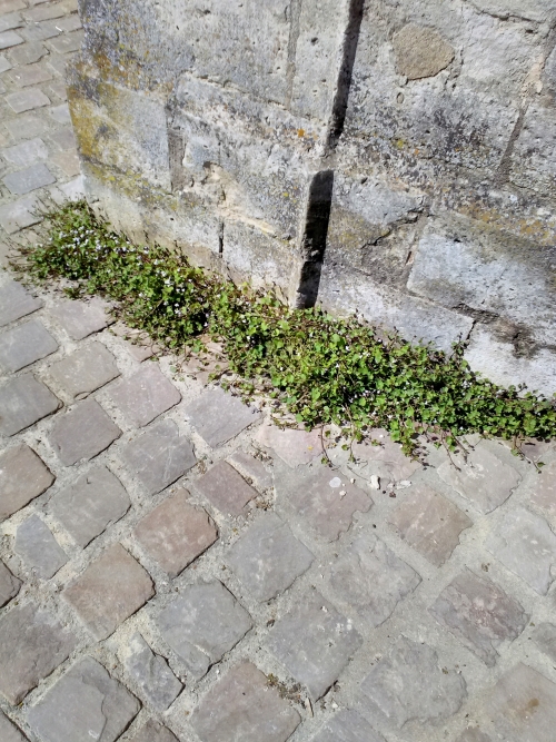 Annexe IMG_20180419_155347.jpg