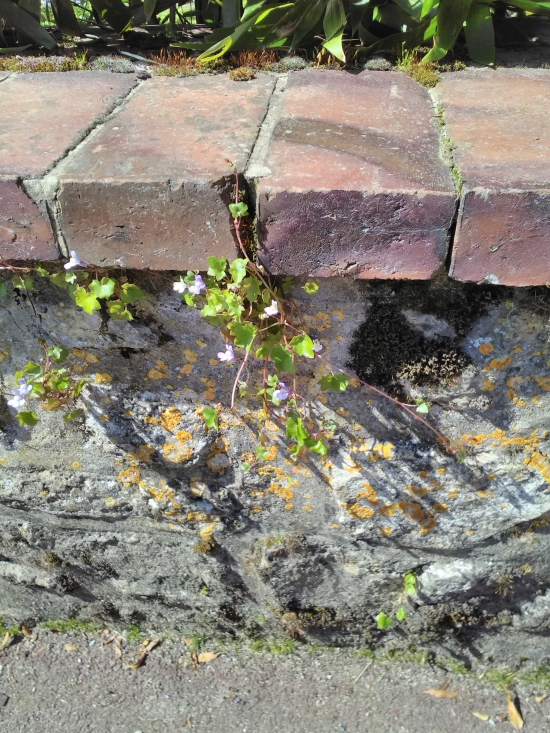 Annexe MINIMG_20180419_152417.jpg