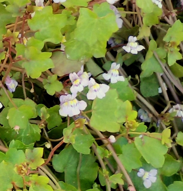 Annexe MINIMG_20180419_155329BBB.jpg